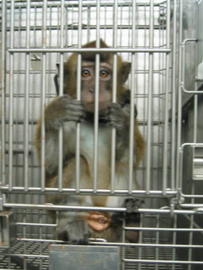 There's No Relief for Many Animals Suffering in Laboratories | PETA