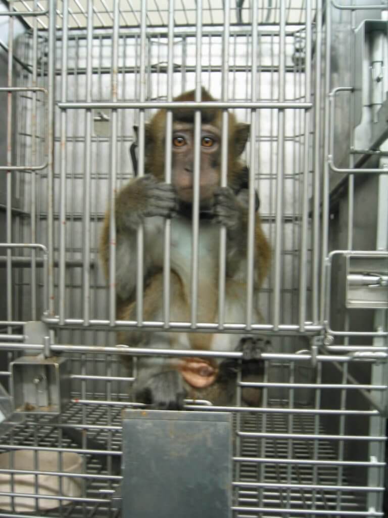 Sad-Looking Monkey in Cage