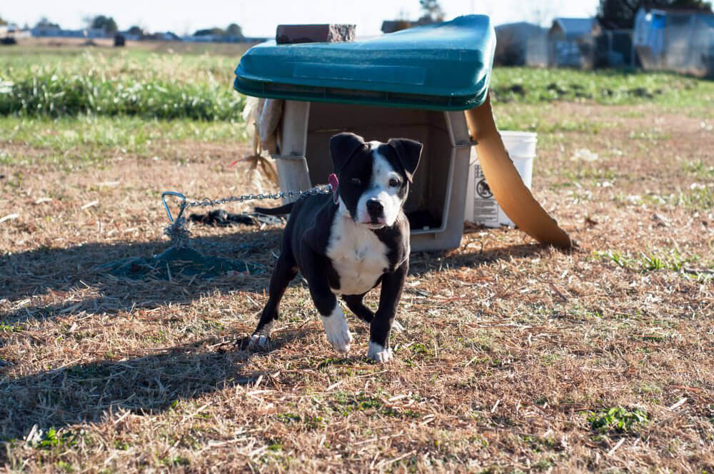 Chained Dog Before PETA Doghouse Delivery