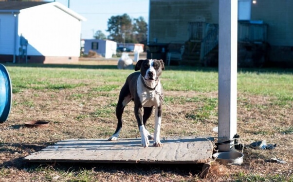 Chained Dog Before PETA Doghouse Delivery