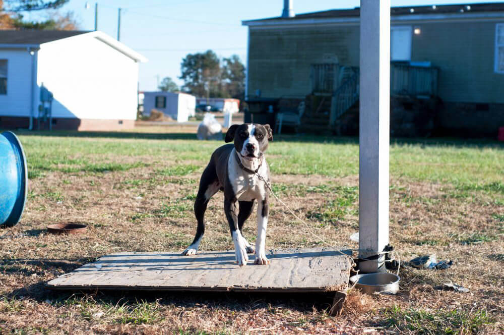 Chained Dog Before PETA Doghouse Delivery