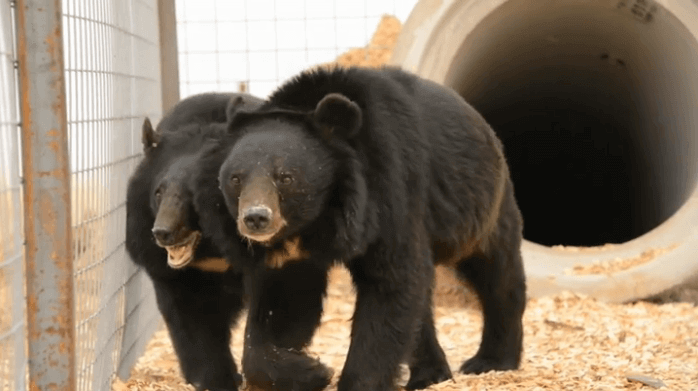 Two Bears Rescued by PETA and Sam Simon in New Home