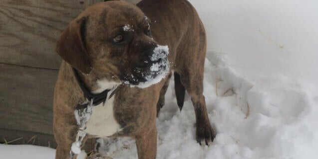 Cold Dog Chained Outside