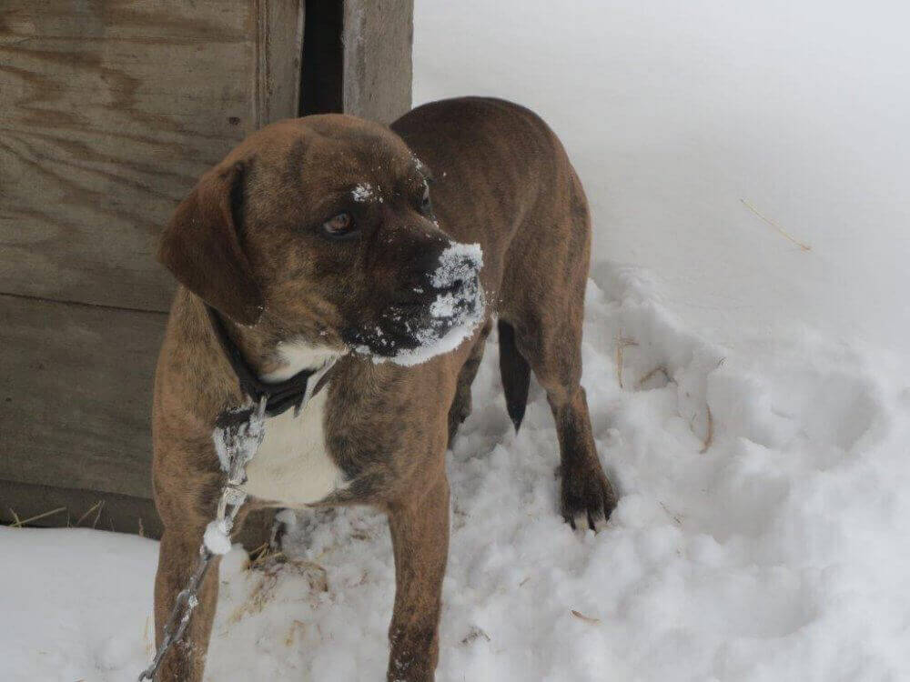 Cold Dog Chained Outside