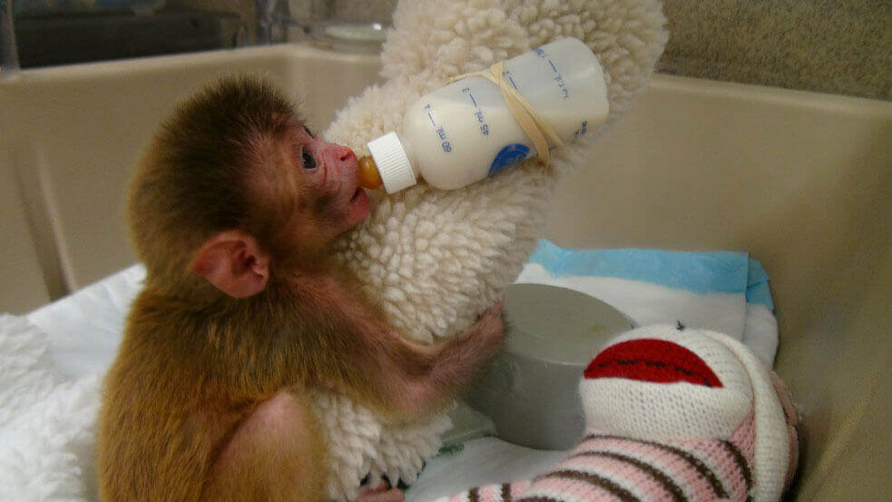 Baby monkey with cloth and bottle