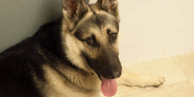 dog, german shepherd