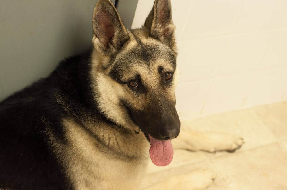 Sergeant, German Shepherd Available for Adoption