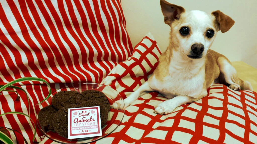 Gronz Valentine