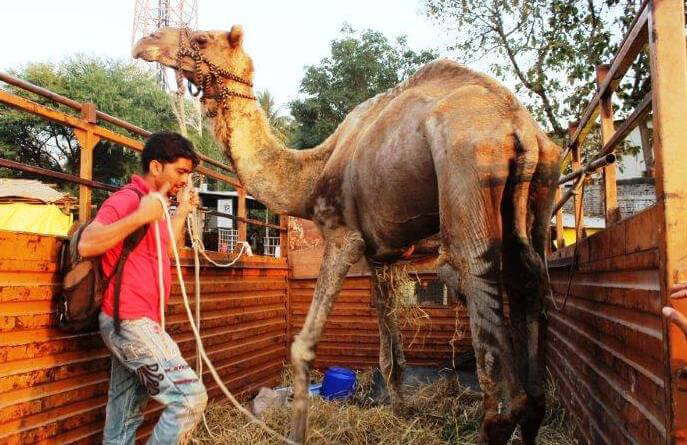 Waheed Camel Rescued by Animal Rahat
