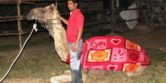 Waheed Rescued Camel Wearing Blanket