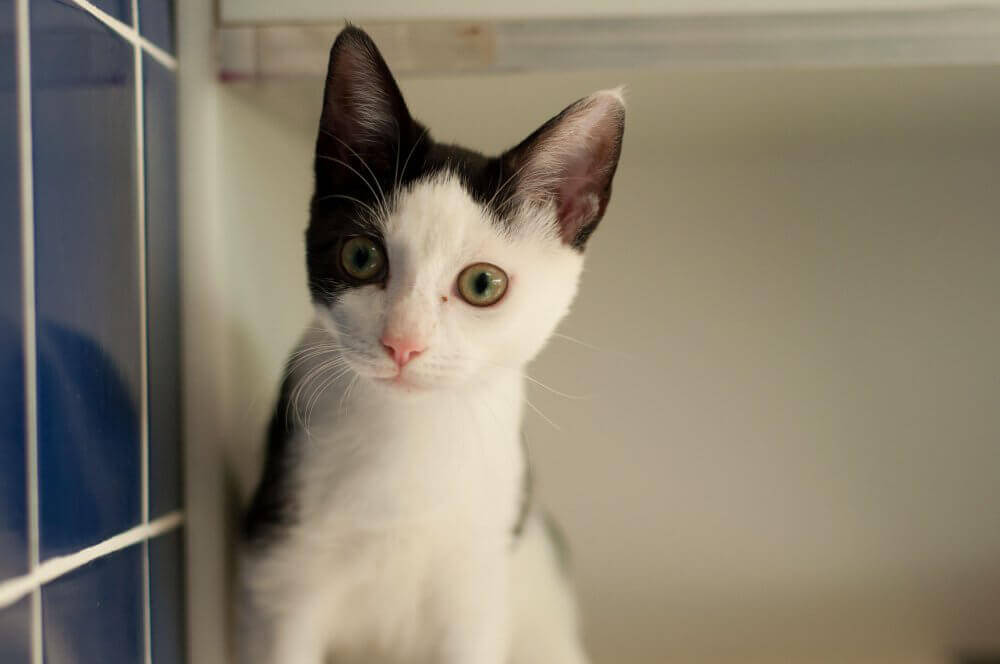 Maxene, Cat Available for Adoption