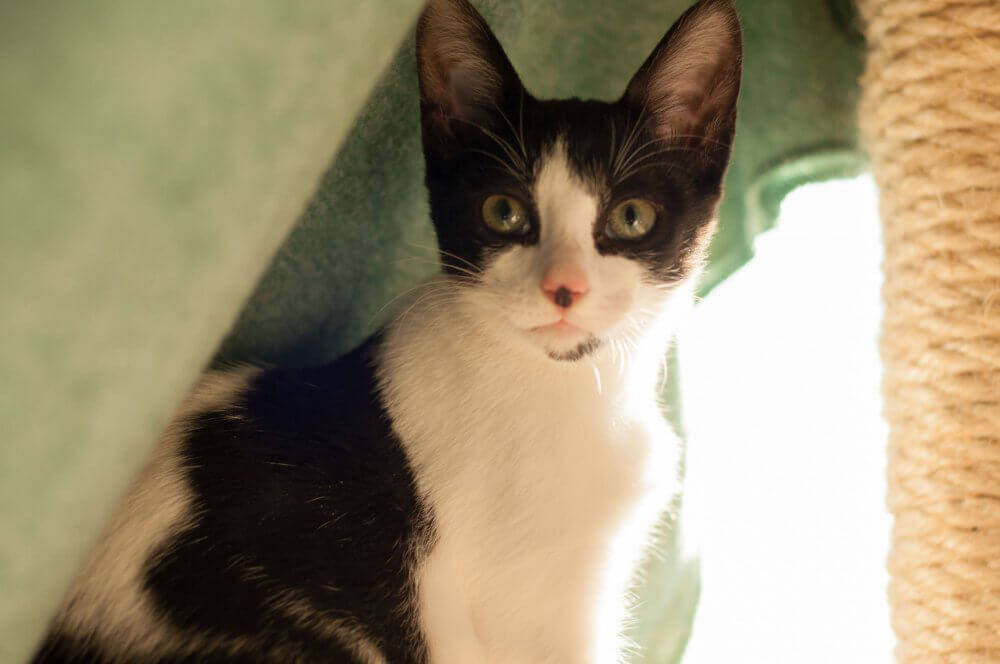 Patty, Cat Available for Adoption