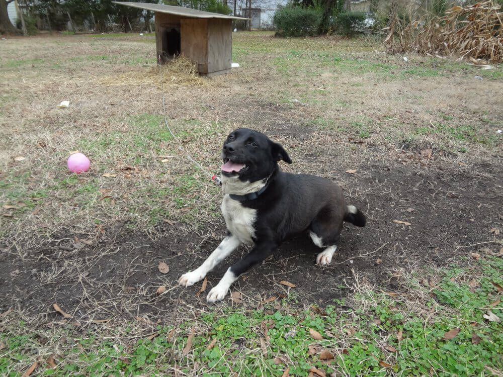 Kora Chained at Her Old Home