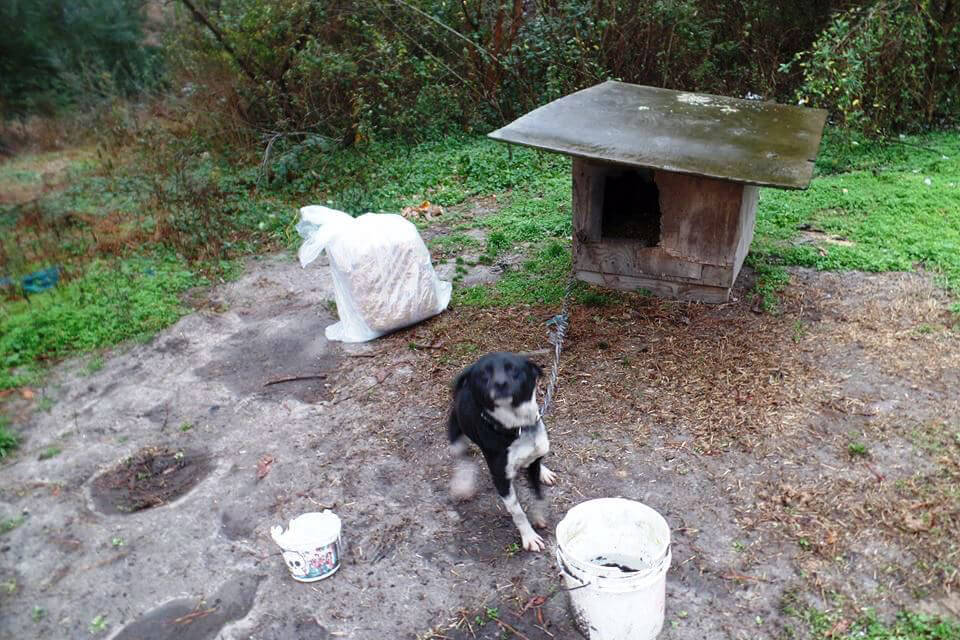 Kora Chained at Her Old Home