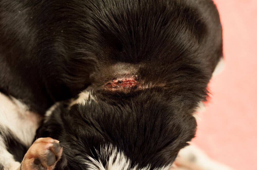 Wound to Kora