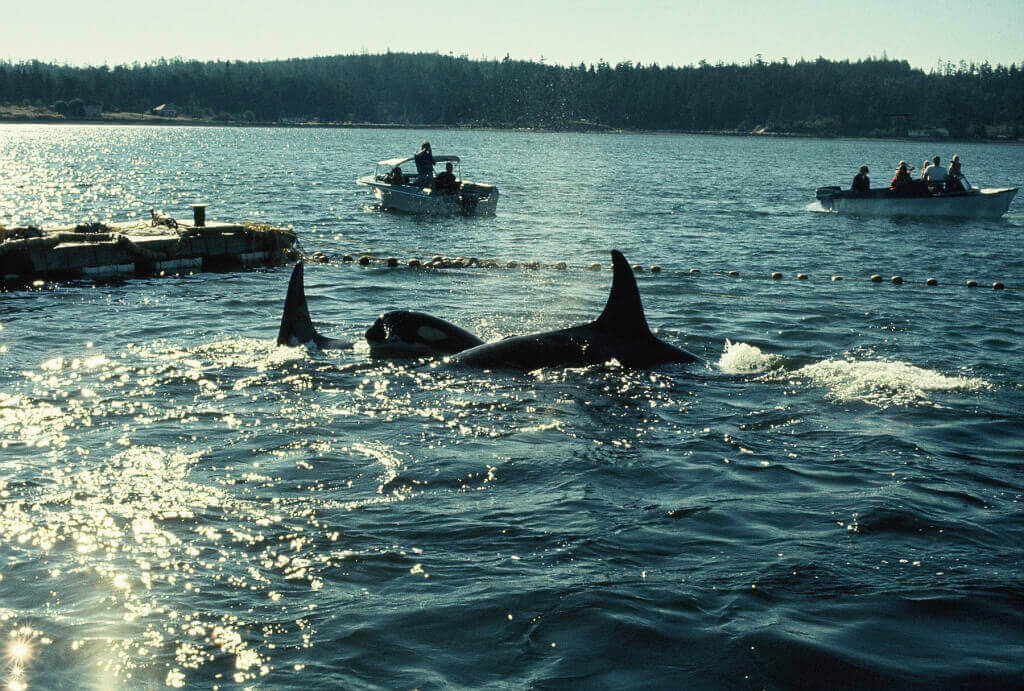 1971 Orca capture off the coast of Washington State (Lolita and Family)