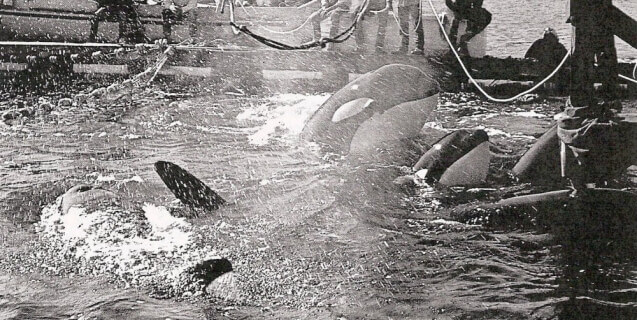 Lolita and Family Being Captured in 1971