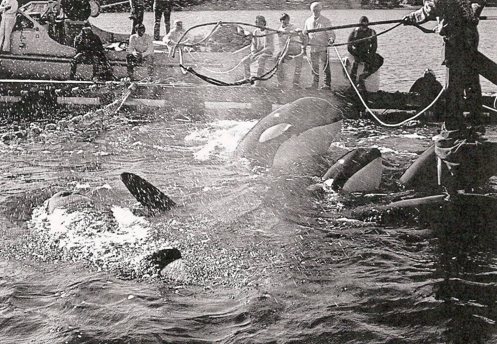 lolita and family being captured