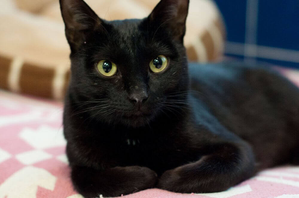 LaVerne, Cat Available for Adoption