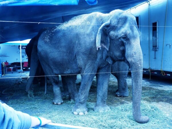 Nina, an Elephant at Carson & Barnes Circus