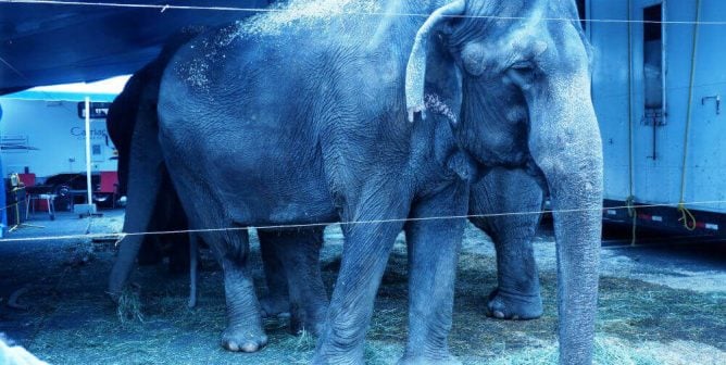 Rare Double Fine for Dangerous Elephant Escape