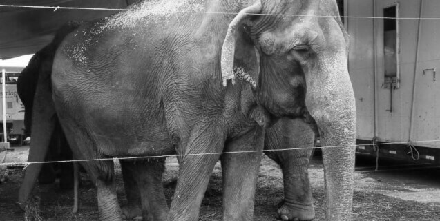 Nina, an Elephant with the Carson and Barnes Circus.