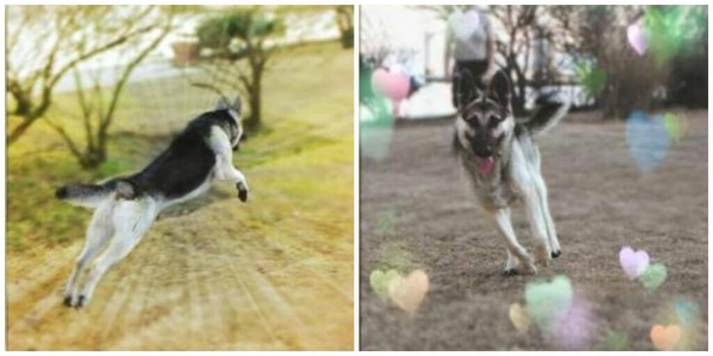 Collage of Sergeant at PETA Dog Park