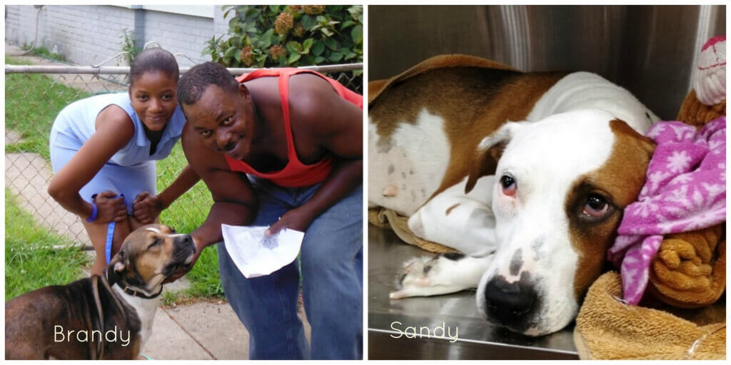 Brandy and Sandy, Two Dogs Treated by PETA's Mobile Clinic