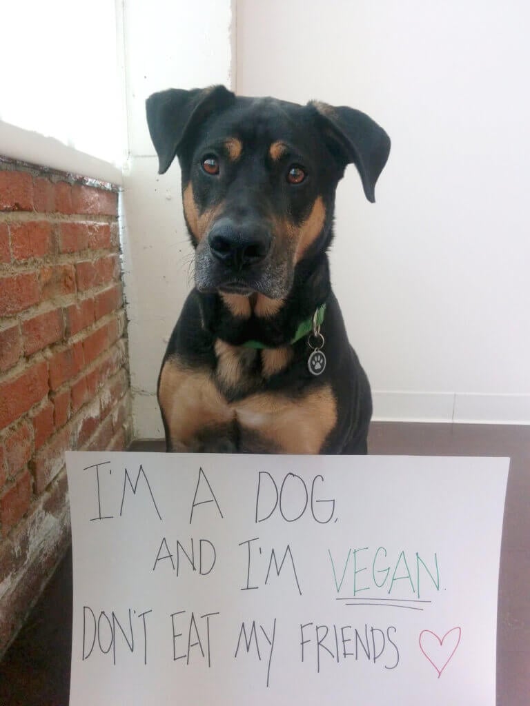 Perro vegano