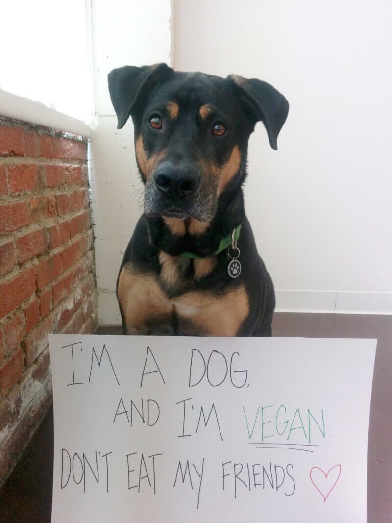vegan diet for puppies