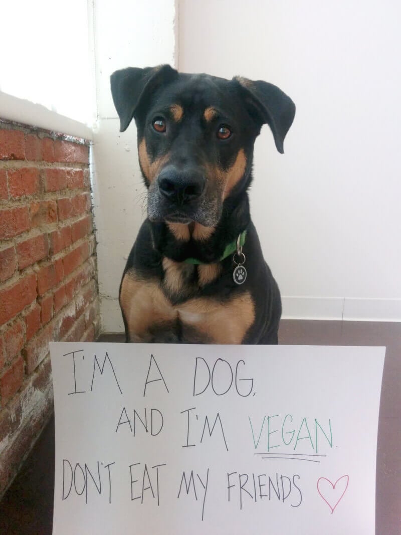 are dogs vegetarian