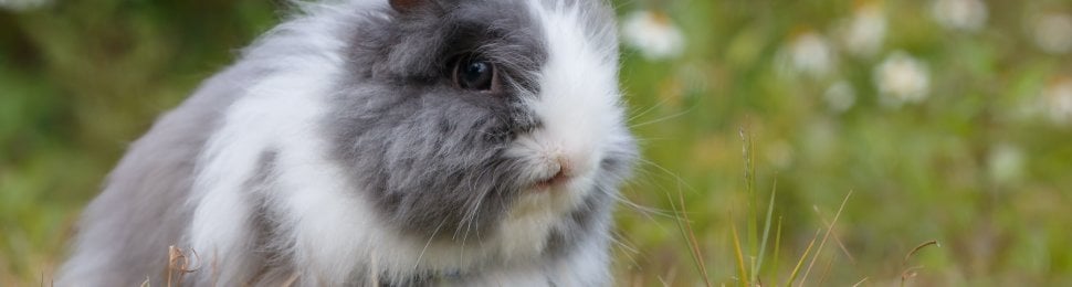 brands banned angora