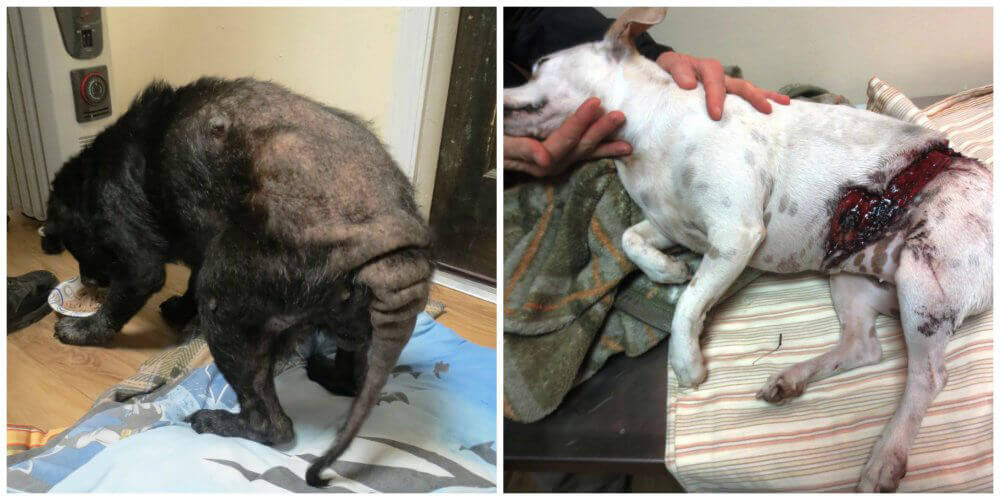 Photos of Companion Animals who Were Euthanized
