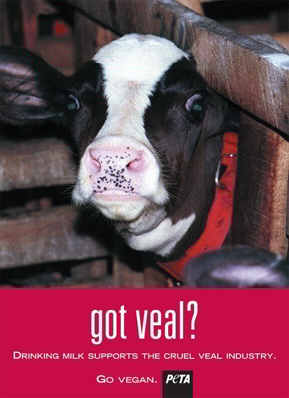 "Got Veal?" Anti-Dairy Ad 2015