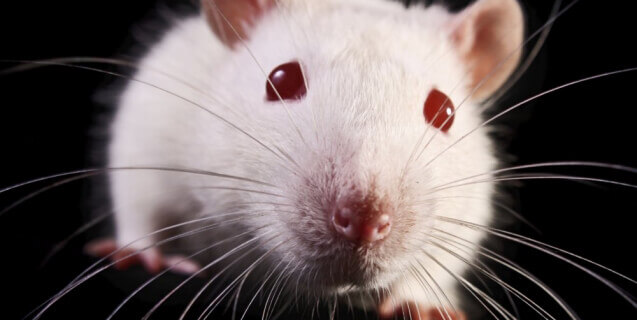 White Rat