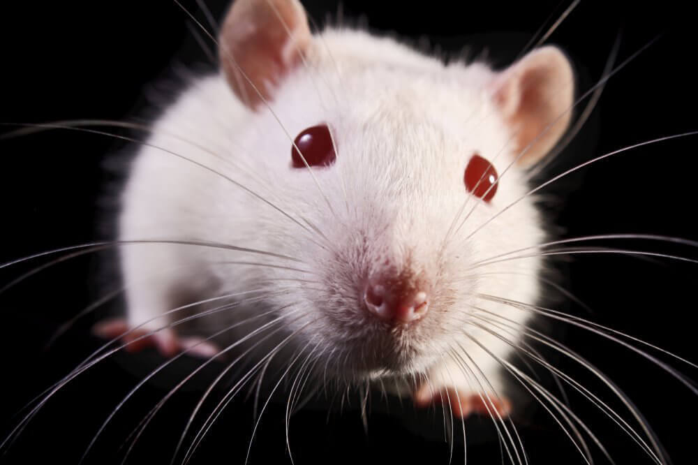 White Rat