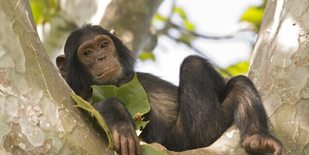 Baby Chimpanzee