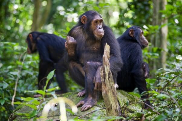 Three Adult Chimpanzees