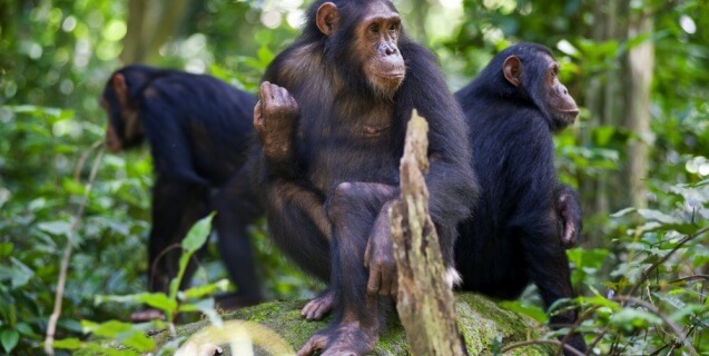 Three Adult Chimpanzees