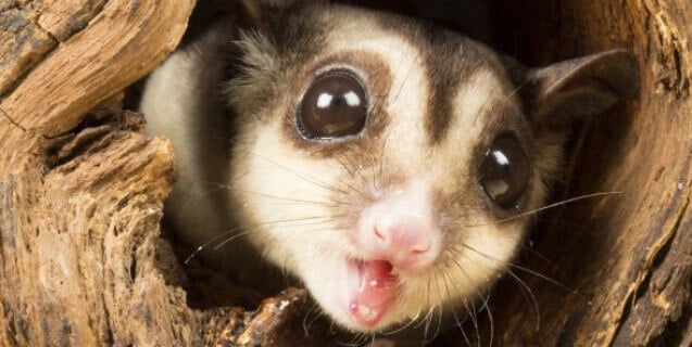 Sugar Glider in Tree