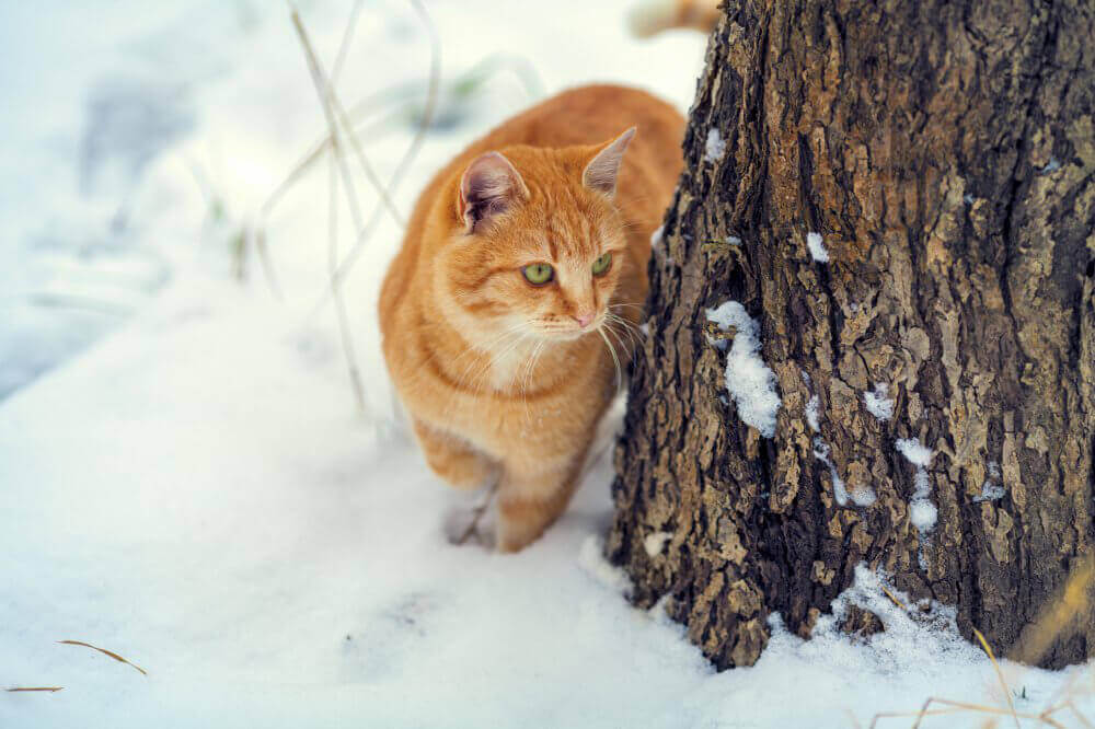 Cats Lose Tips of Their Ears in the Cold PETA