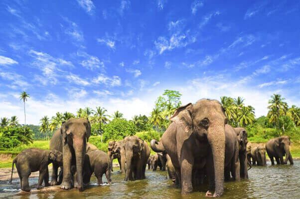 Herd of Elephants