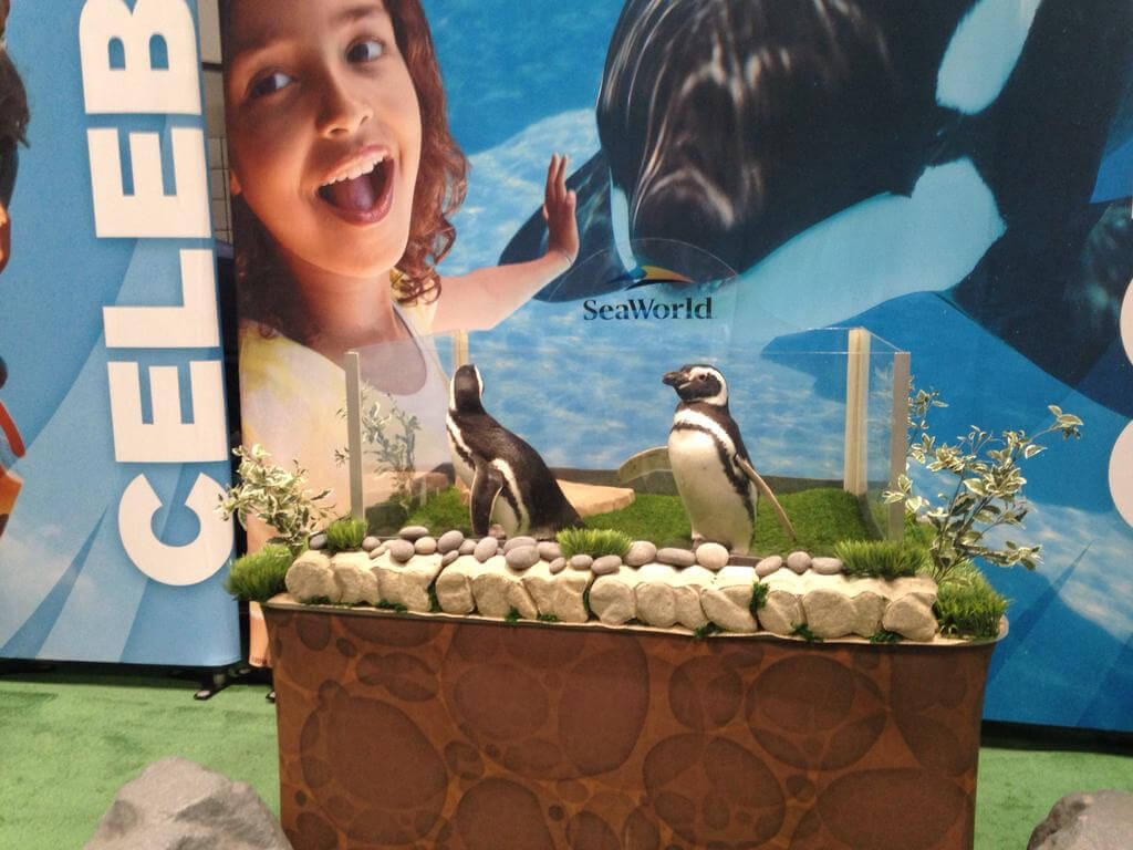 Captive Penguins in SeaWorld Display