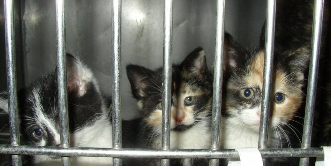 sad kittens in cage