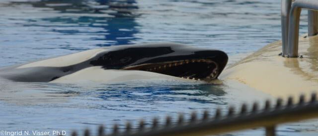 tilikum_06