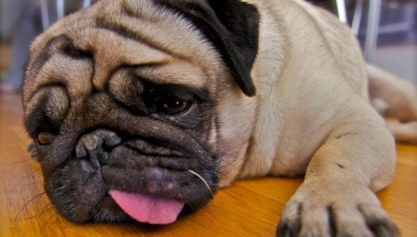 Sad-looking pug lying on wood floor