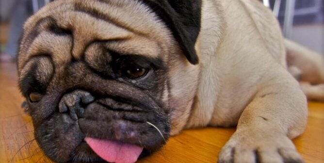 Sad-looking pug lying on wood floor