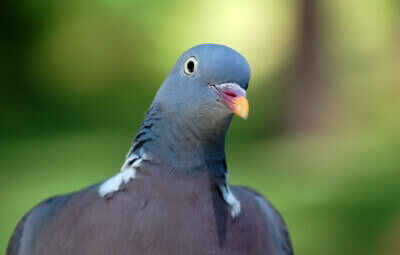 Pigeon