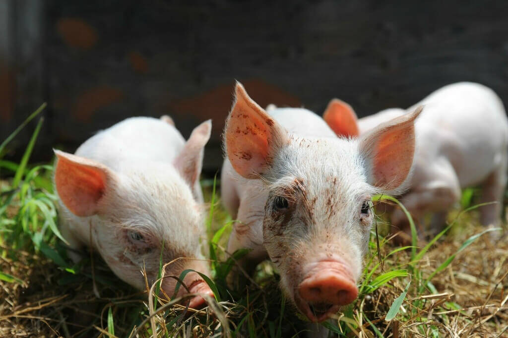 Rescued Piglets
