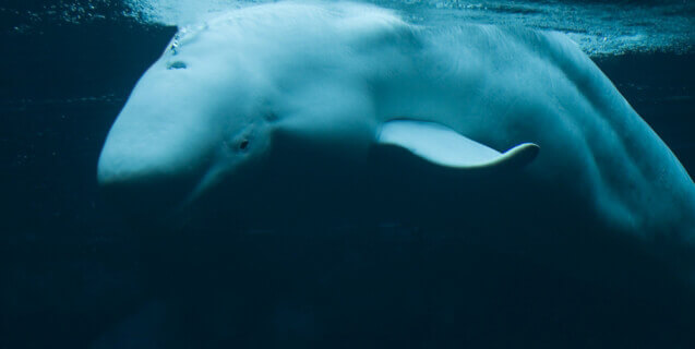 Beluga Death Calls Aquarium's Import Permit into Question